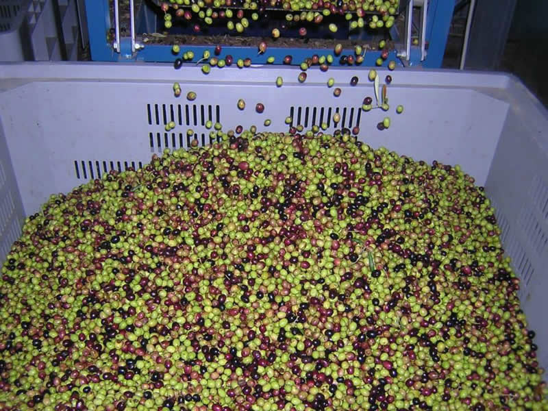 Separazione olio acqua di vegetazione